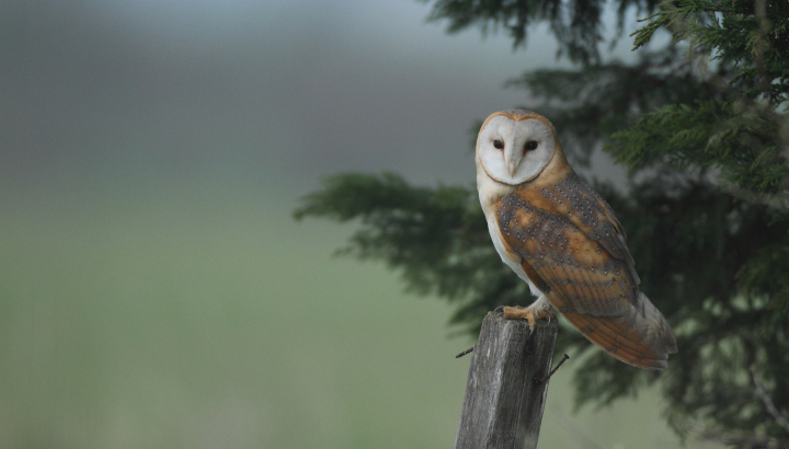Quiz sur les rapaces nocturnes